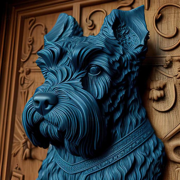 Kerry Blue Terrier dog